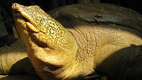 Die Heilige Schildkroete von Vietnam